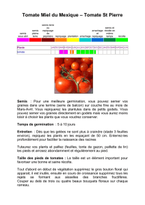 Tomate Miel du Mexique – Tomate St Pierre