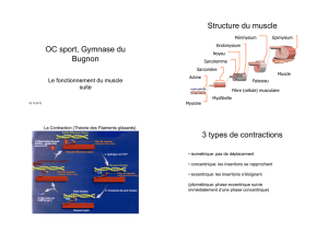 OC sport, Gymnase du Bugnon Structure du muscle 3 types de