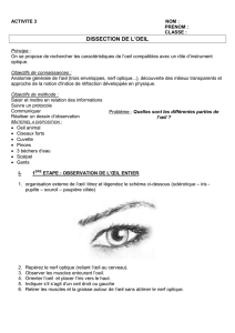 Dissection de l`œil