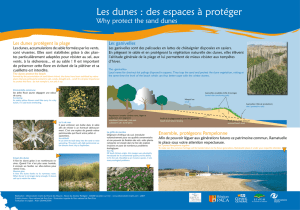 Why protect the sand dunes