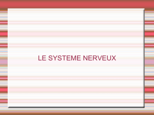 systeme nerveux peripherique