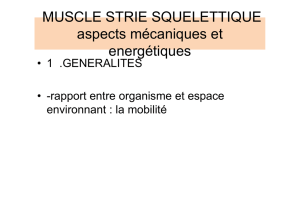 Aspects mécaniques et énergétiques du muscle strie squelettique