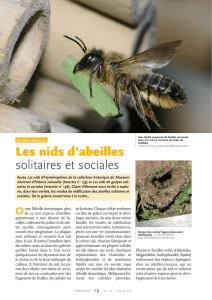 Les nids d`abeilles solitaires et sociales