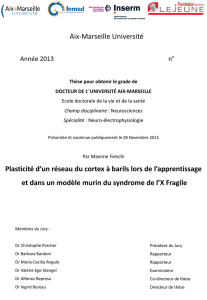 Aix-Marseille Université Plasticité d`un réseau du cortex à