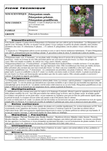 NOM SCIENTIFIQUE Pelargonium zonale. Pelargonium peltatum