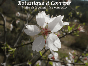 Botanique à Correns le 9 mars 2017