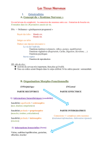 Les Tissus Nerveux