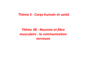 Thème 3B : Neurone et fibre musculaire : la communication