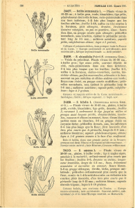 Scilla autumnalis L. — Plante vivace de 10