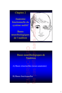 Chapitre 2 Anatomie fonctionnelle du système auditif Bases