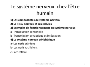 Le système nerveux central - promotion 2014