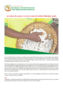Le trésor du cocon : Le vers à soie de mûrier (Bombyx mori) - AU-IBAR