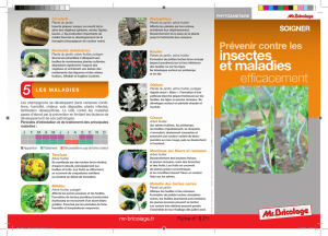 insectes et maladies - Mr Bricolage Martinique