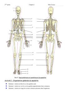 Vues antérieure et postérieure du squelette.