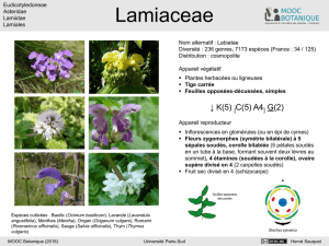 Lamiaceae - Mooc Botanica