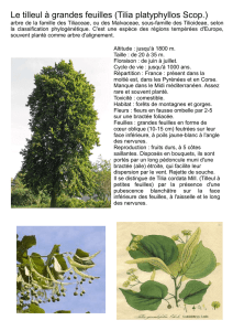 Le tilleul à grandes feuilles (Tilia platyphyllos Scop.)