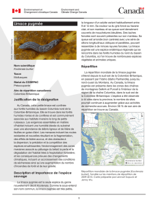 Limace pygmée - Registre public des espèces en péril
