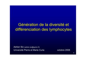 Génération de la diversité et différenciation des lymphocytes