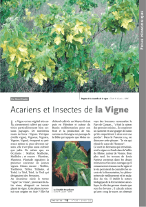Acariens et insectes de la vigne / Insectes n° 126