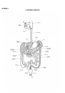 Les schémas en anatomie de l`appareil digestif a
