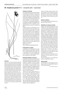 EN Eriophorum gracile ROTH – Linaigrette grêle – Cyperaceae