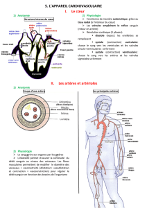 5. L`APPAREIL CARDIOVASCULAIRE I. Le cœur II. Les artères et