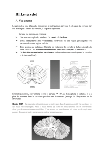 D1-UE10-Freppel-Le_cervelet-PDF