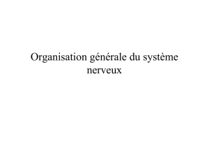 Le système nerveux autonome