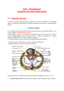 UE5-Braunberger- Anatomie du coeur