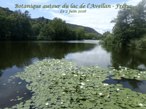 Botanique au lac de l`Avellan Fréjus