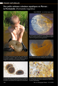 Des petits animaux coloniaux aquatiques en Morvan : la Pectinatelle
