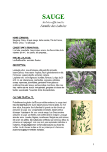 Salvia officinalis Famille des Labiées