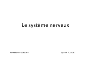 syst&egrave;me nerveux - Centre Hospitalier de Carcassonne