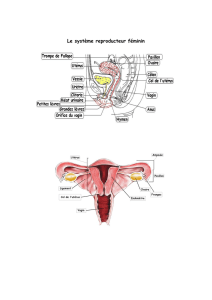 Le système reproducteur féminin