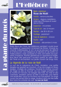 La plante du mois L`Hellébore - La Haye