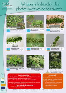 Participez à la détection des plantes invasives de nos - Gt-ibma
