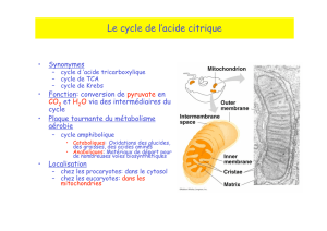 Le cycle de l`acide citrique
