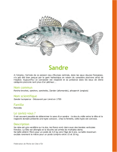 Sandre - Fédération de Pêche de Côte-d`Or
