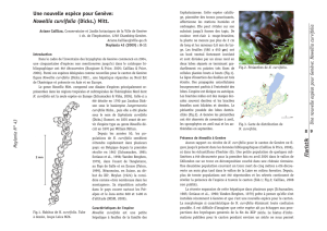 Une nouvelle espèce pour Genève: Nowellia curvifolia