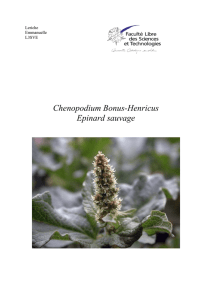Chenopodium Bonus-Henricus Epinard sauvage