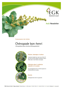 Chénopode bon-henri et gnocchis