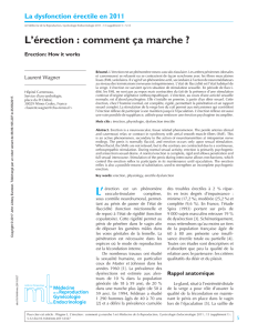 L`érection : comment c¸a marche