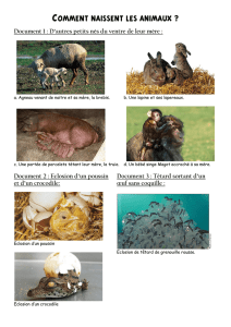 Comment naissent les animaux