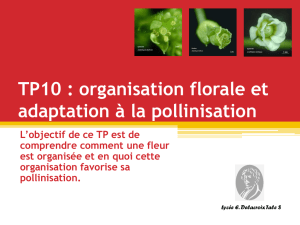 TP10 : organisation florale et adaptation à la pollinisation