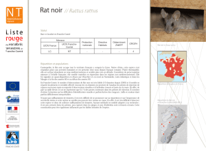 Rat noir // Rattus rattus