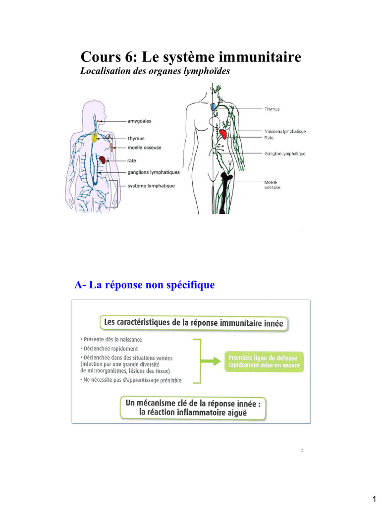 Cours 6 Le Syst me Immunitaire Fichier