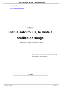 Cistus salviifolius, le Ciste à feuilles de sauge