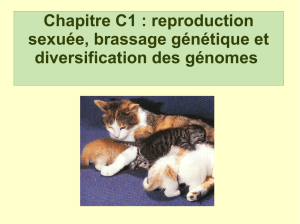 Chapitre C1 : reproduction sexuée, brassage génétique et