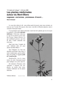 Les plantes médicinales autour du Mont-Blanc