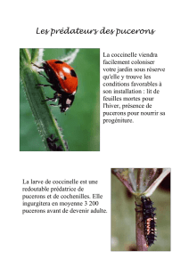 insectes en format pdf